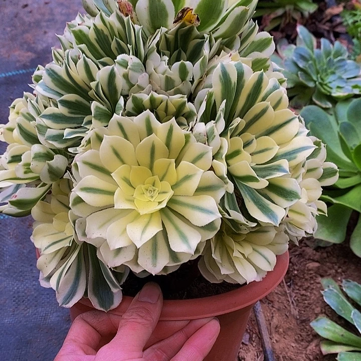 多肉植物保护研究所