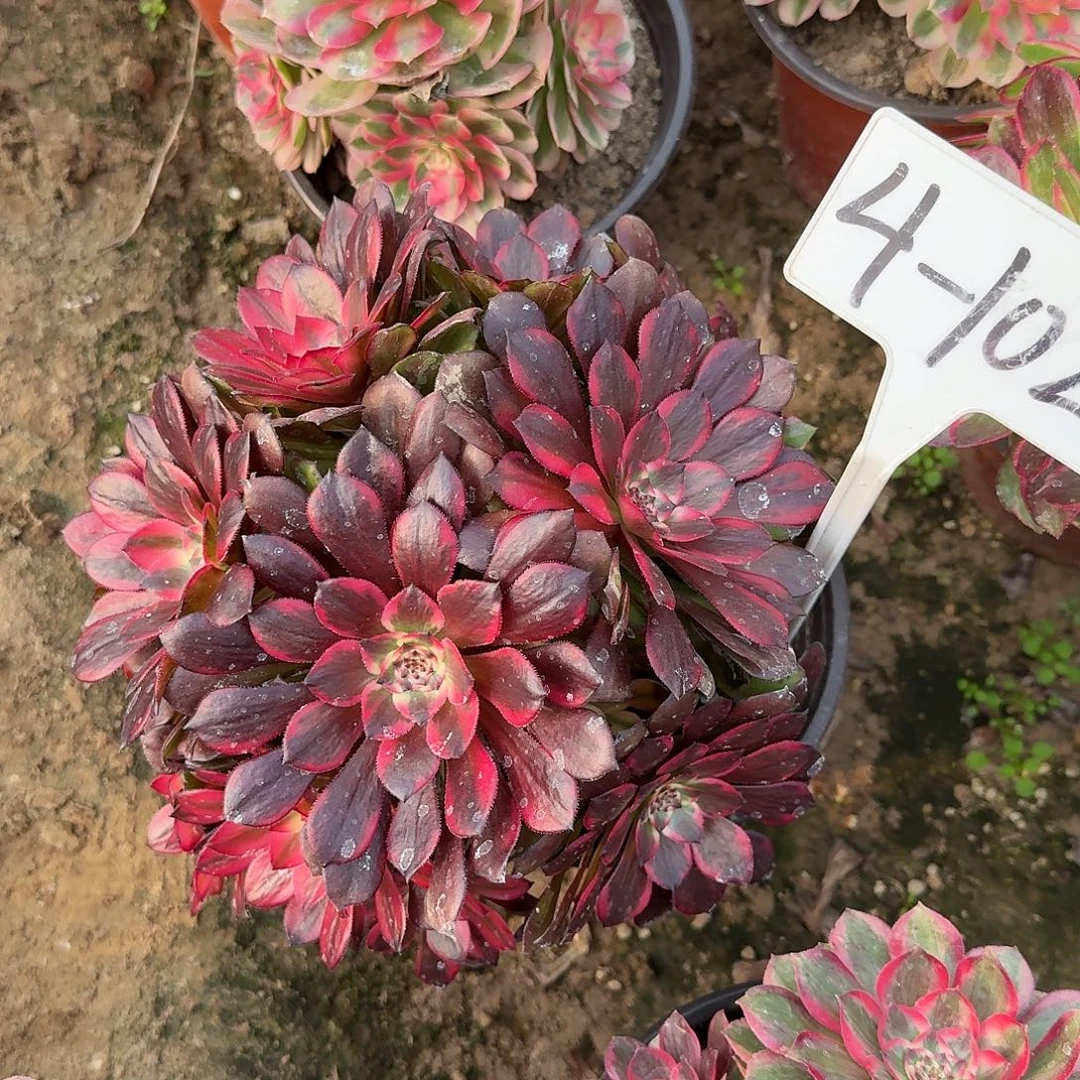 4-102烟花多肉法师多肉