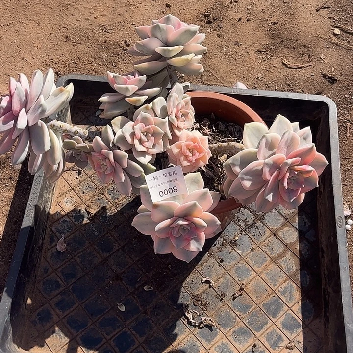 花***圆紫乐锦大群，一物一拍