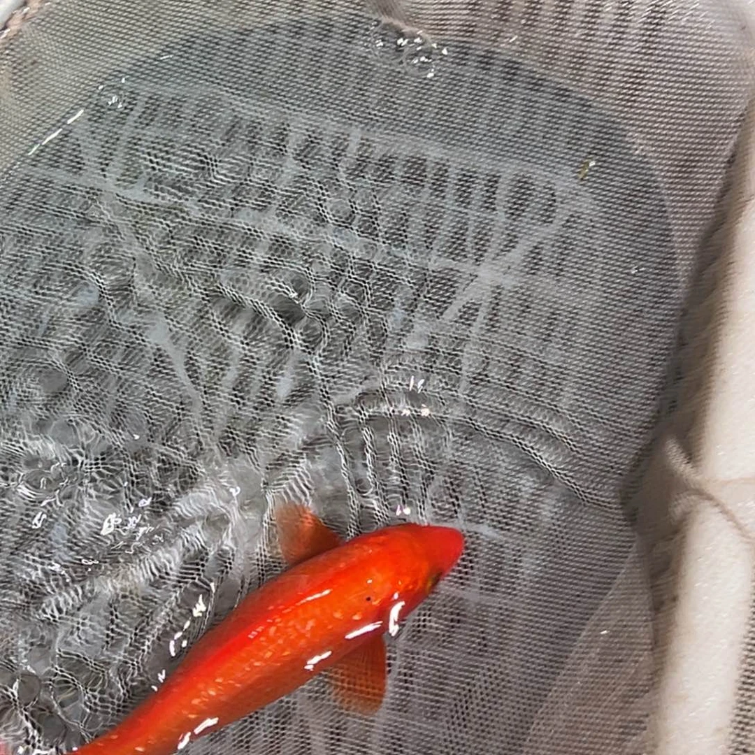 锦鲤锦鲤观赏鱼11111