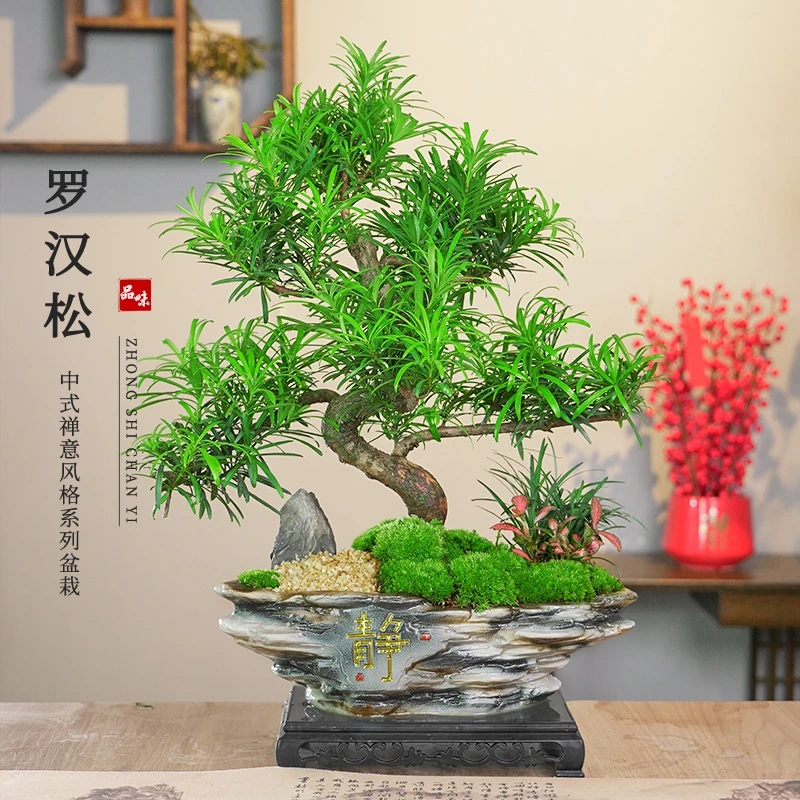 老桩S弯造型罗汉松盆景室内桌面盆栽办公室盆景四季常青