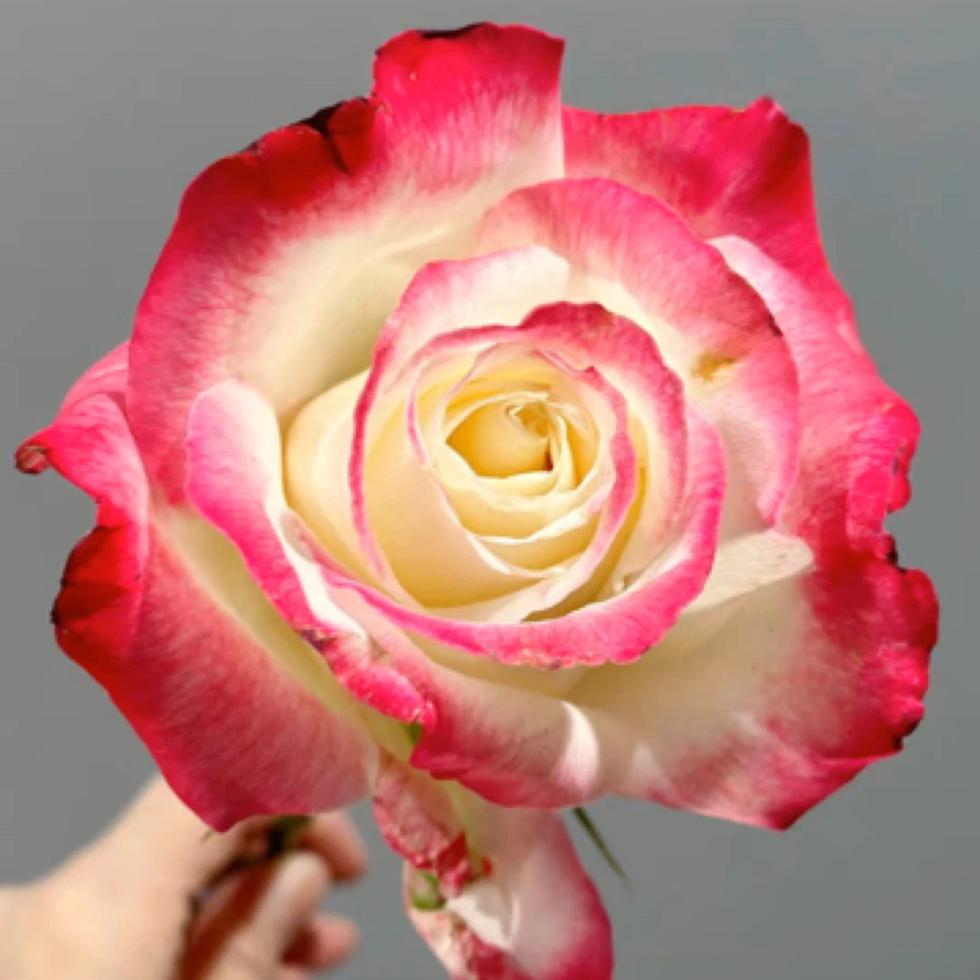 超大花浓香月季 红双喜