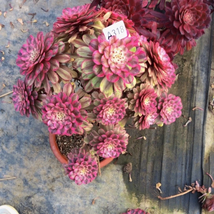 蝶****3粉黛优选多肉318000000000