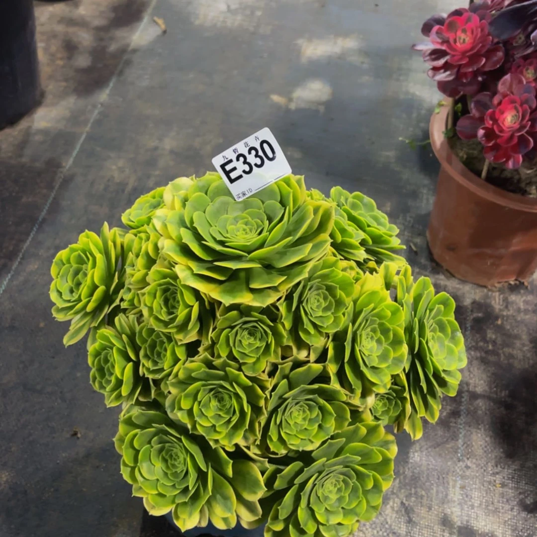 【闪购商品】33000