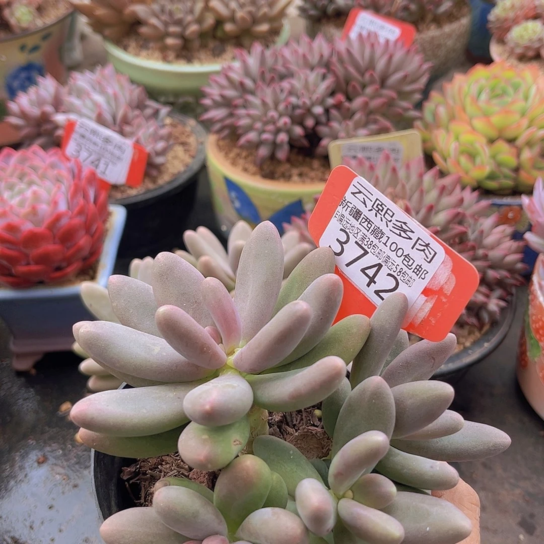 3742糖果美人多肉植物