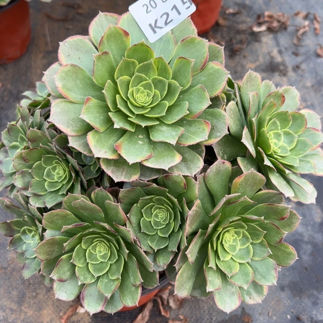 215奶白，满20包邮