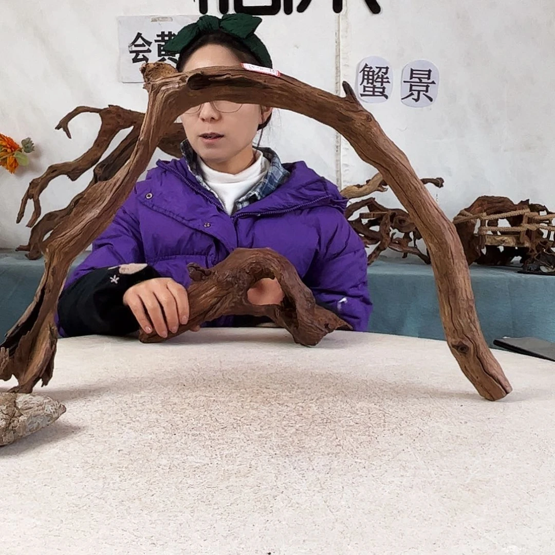 沉木造景爬宠造景