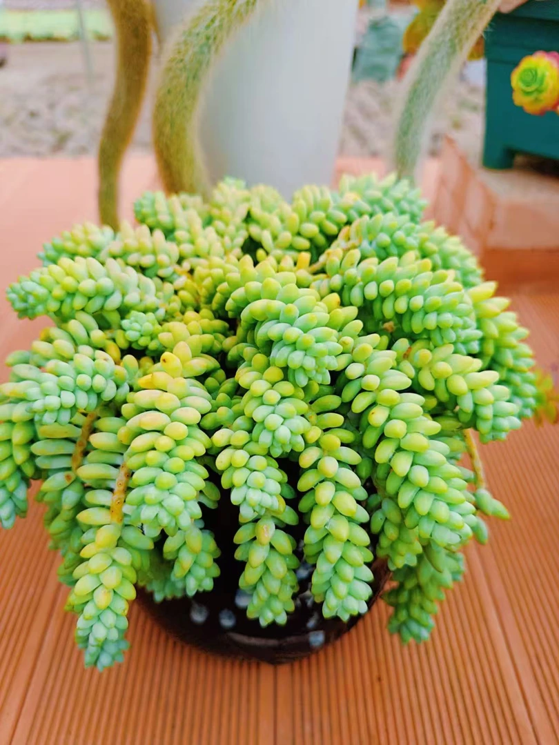 【大盆玉坠】多肉植物阳台绿植花卉盆栽包邮新手好养易活