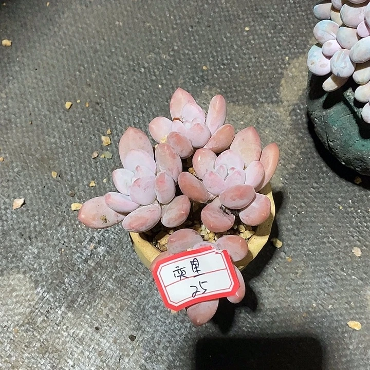 奕***星赤裸裸摩卡的弄我