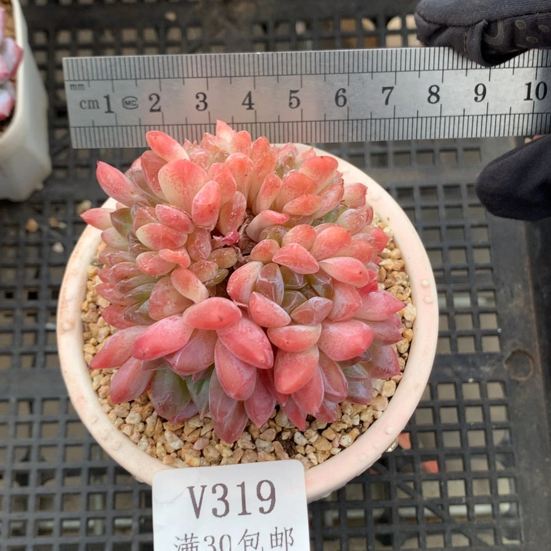 319。琥珀缀化。秘境琥珀。