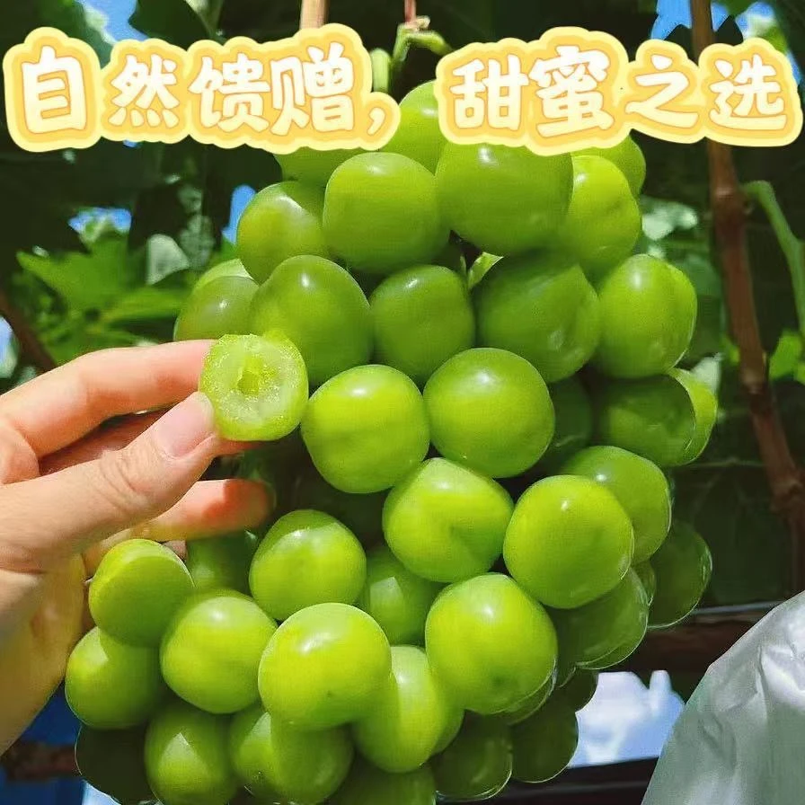 正宗阳光玫瑰葡萄当季新鲜水果爆汁无核无籽整箱发货坏果包赔