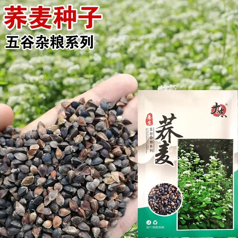 荞麦种子甜荞麦苦荞麦种籽食用黑苦荞麦五谷杂粮麦三角麦四季播种