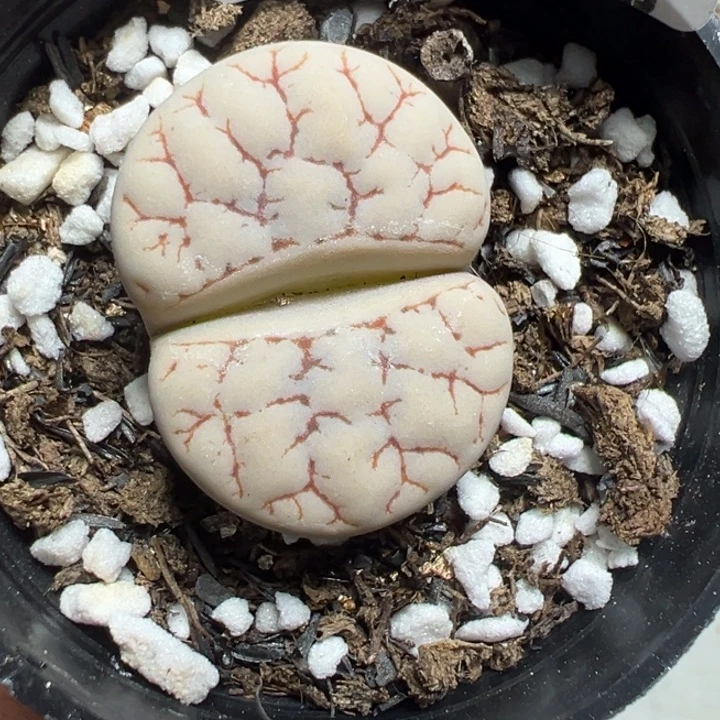 【闪购商品】 532。