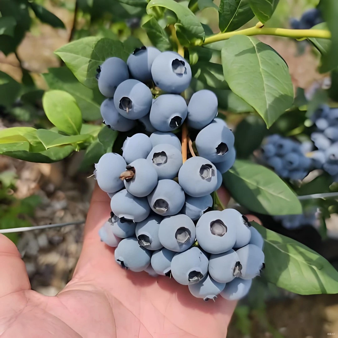 【1加仑带花带果】耐寒耐热大果纯甜无酸蓝莓树苗原盆原土