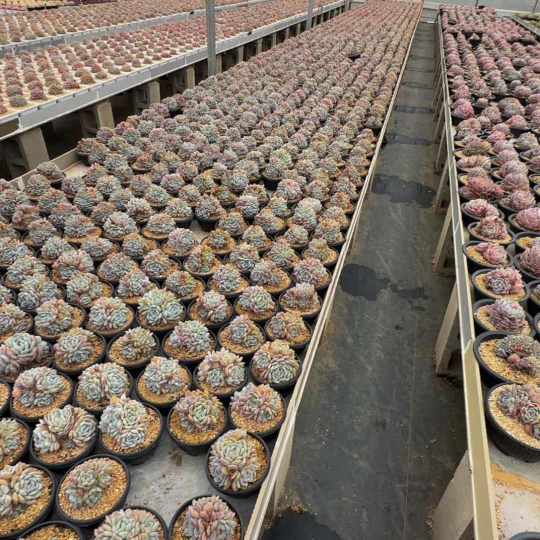 星影无砍自然群生