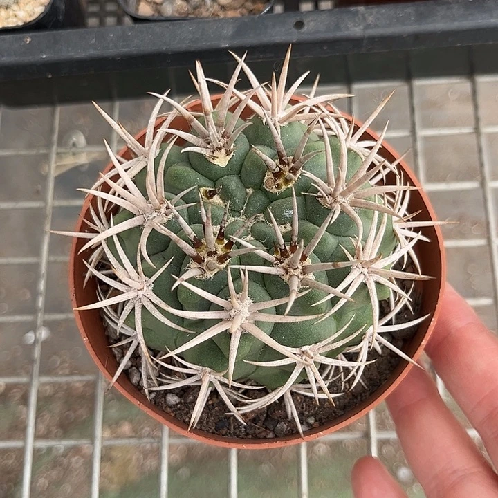 当前无花朵，栽培后可花朵