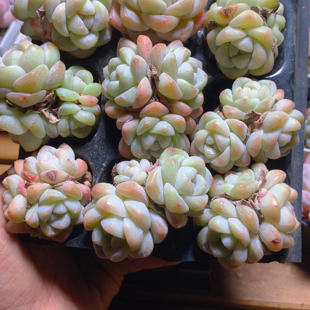 精控冰玉多肉一物一拍