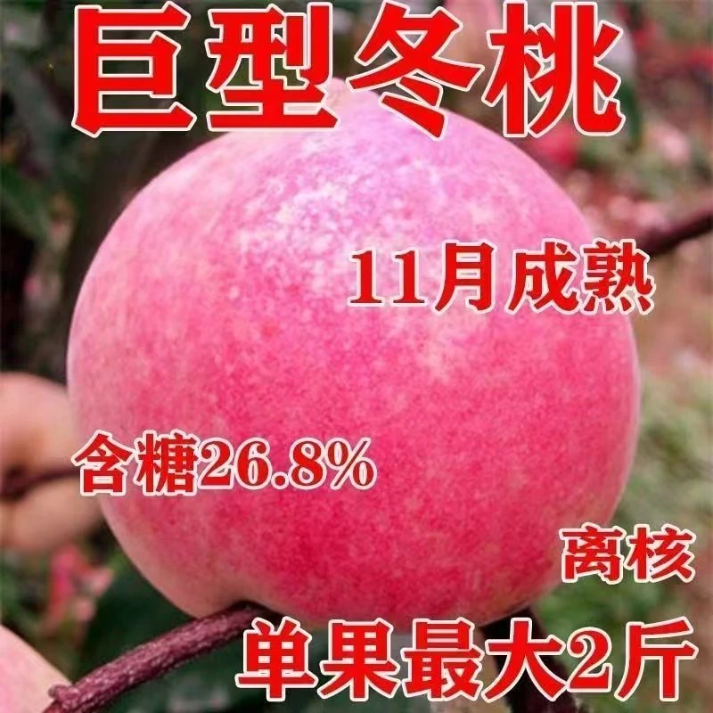 嫁接巨型冬桃南北方阳台庭院种植水果树苗盆栽地栽当年结优质果树