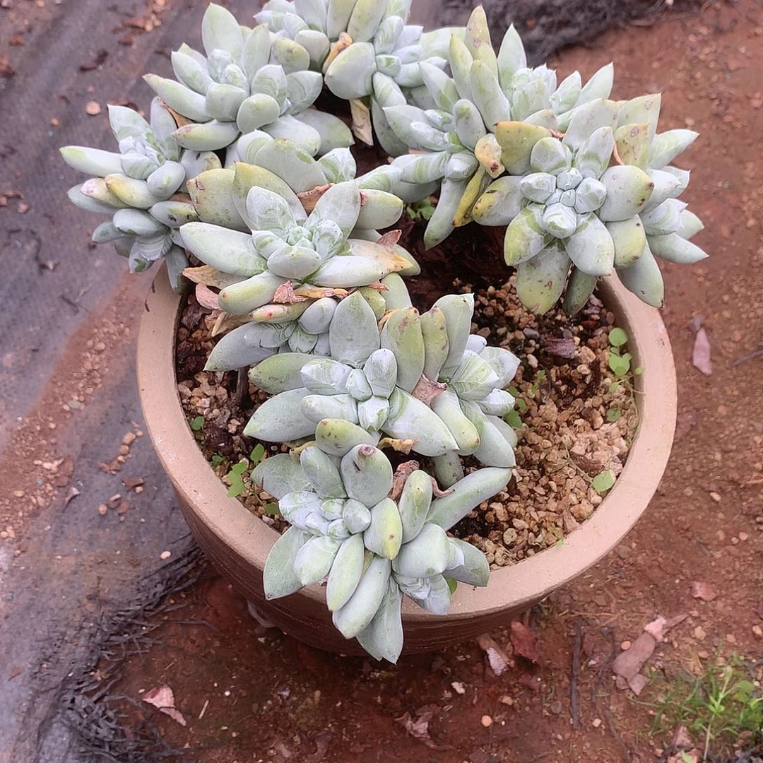 花***洞8588拇指仙女杯多肉