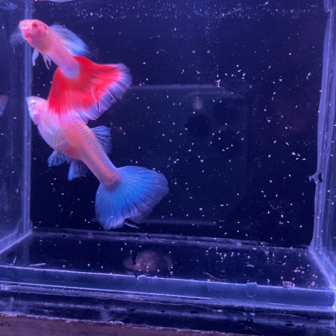 孔雀鱼火烧云一对