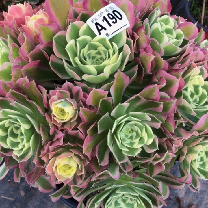 雨化石多肉1900000000000