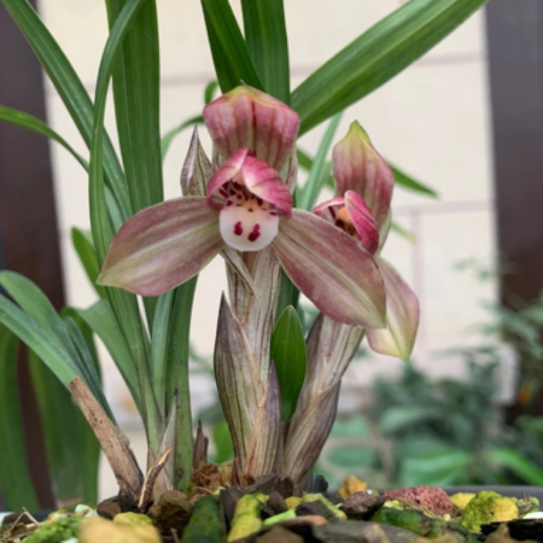 中华丽荷（4苗3花，最长叶32厘米，最宽叶1.2厘米）