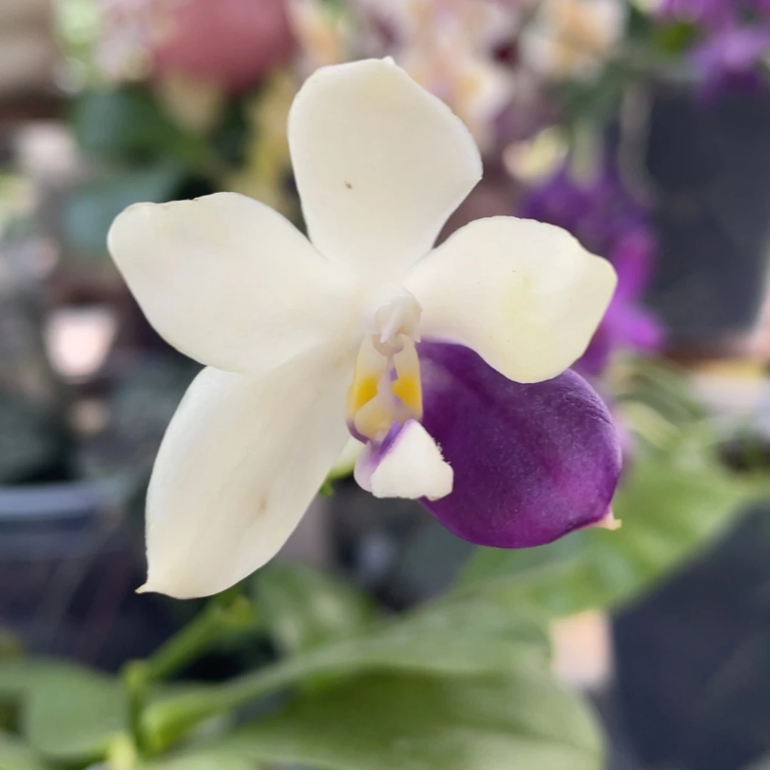 完全开放2.5珍妮佛兄弟交1