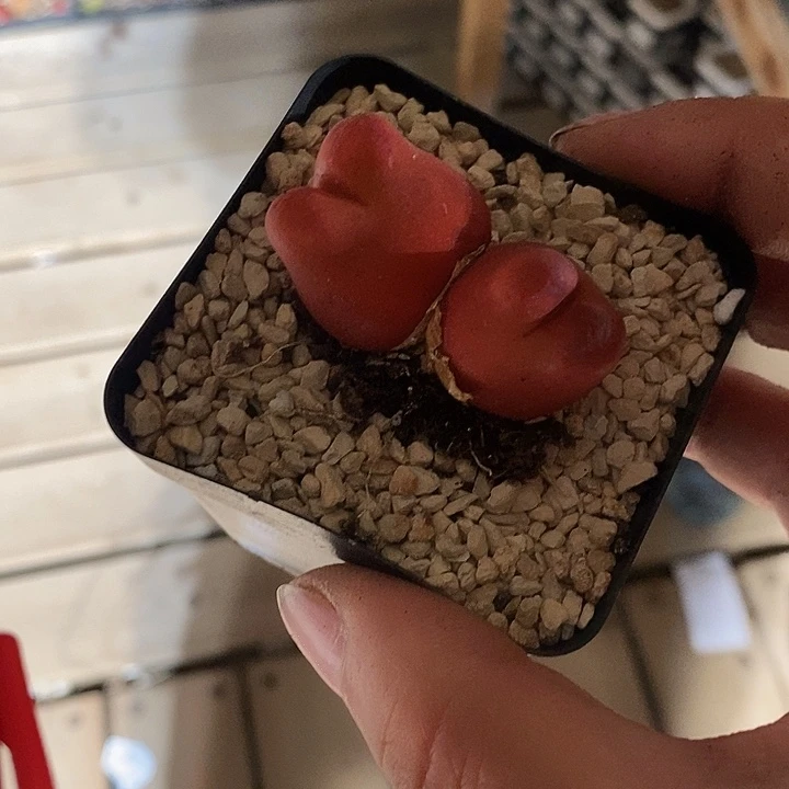 11344。   大双头啾啾毛一颗。  红红红