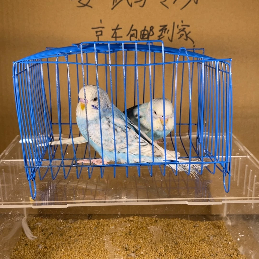 虎皮鹦鹉哈哈哈哈哈哈哈哈哈哈哈哈哈哈哈哈