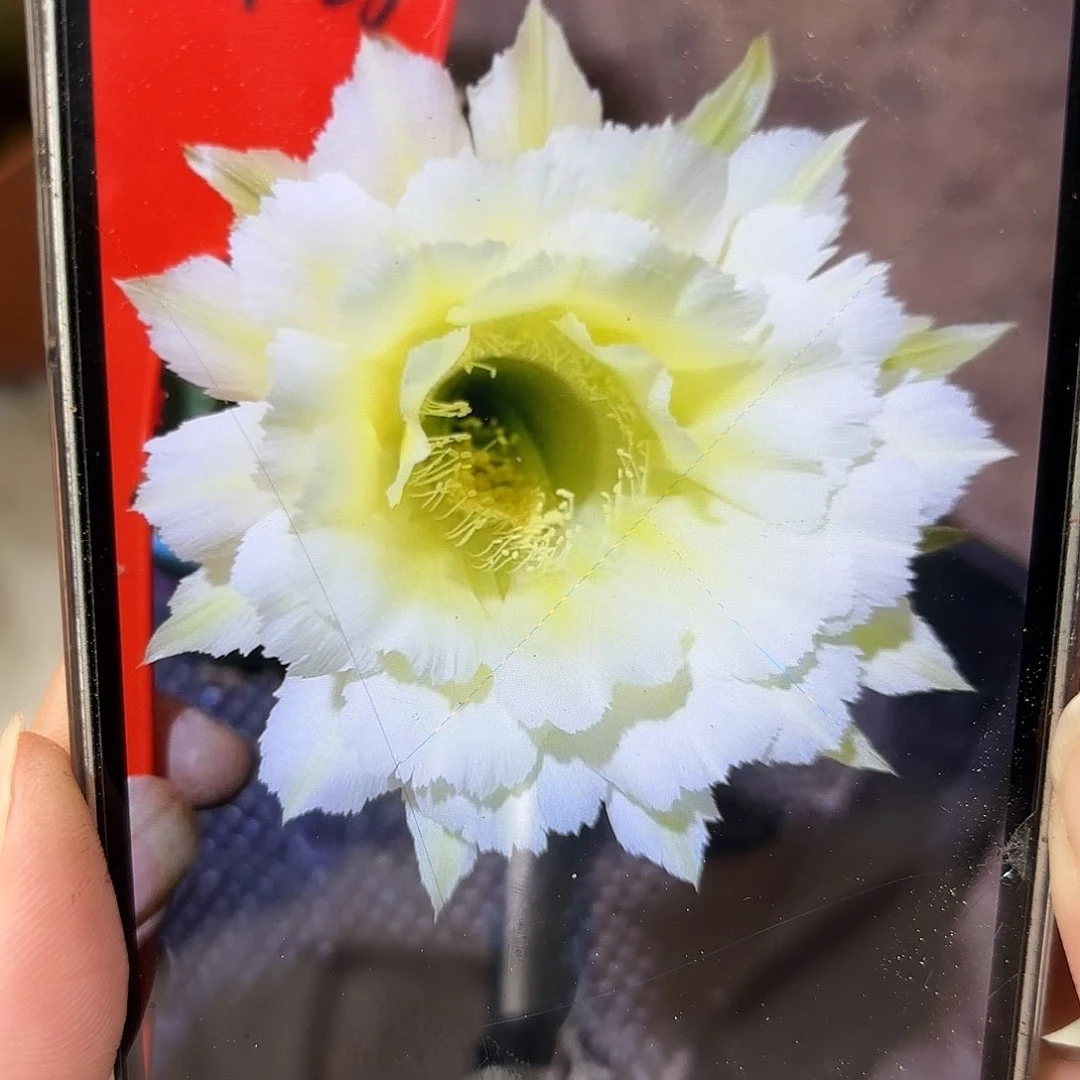 彩草1-58号7公分左右