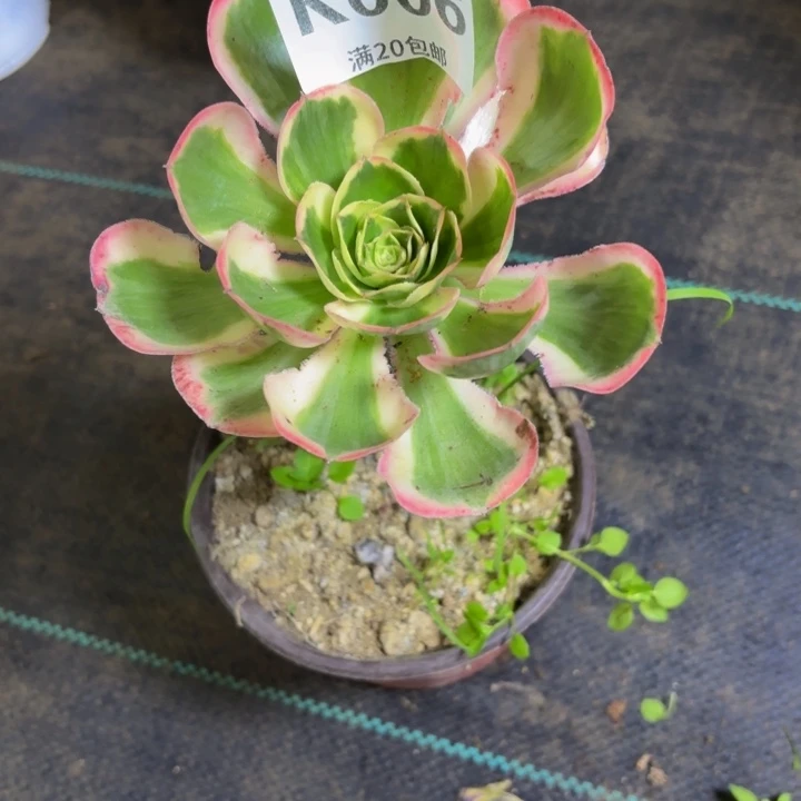 瑞妈多肉植物，006燕姿锦