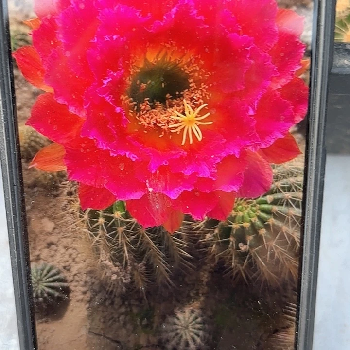 春春毛20包邮仙人球瑕8