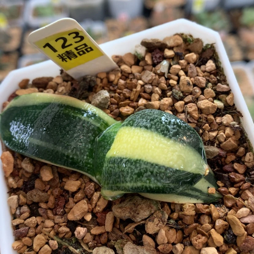 【闪购商品】123珍珠卧牛