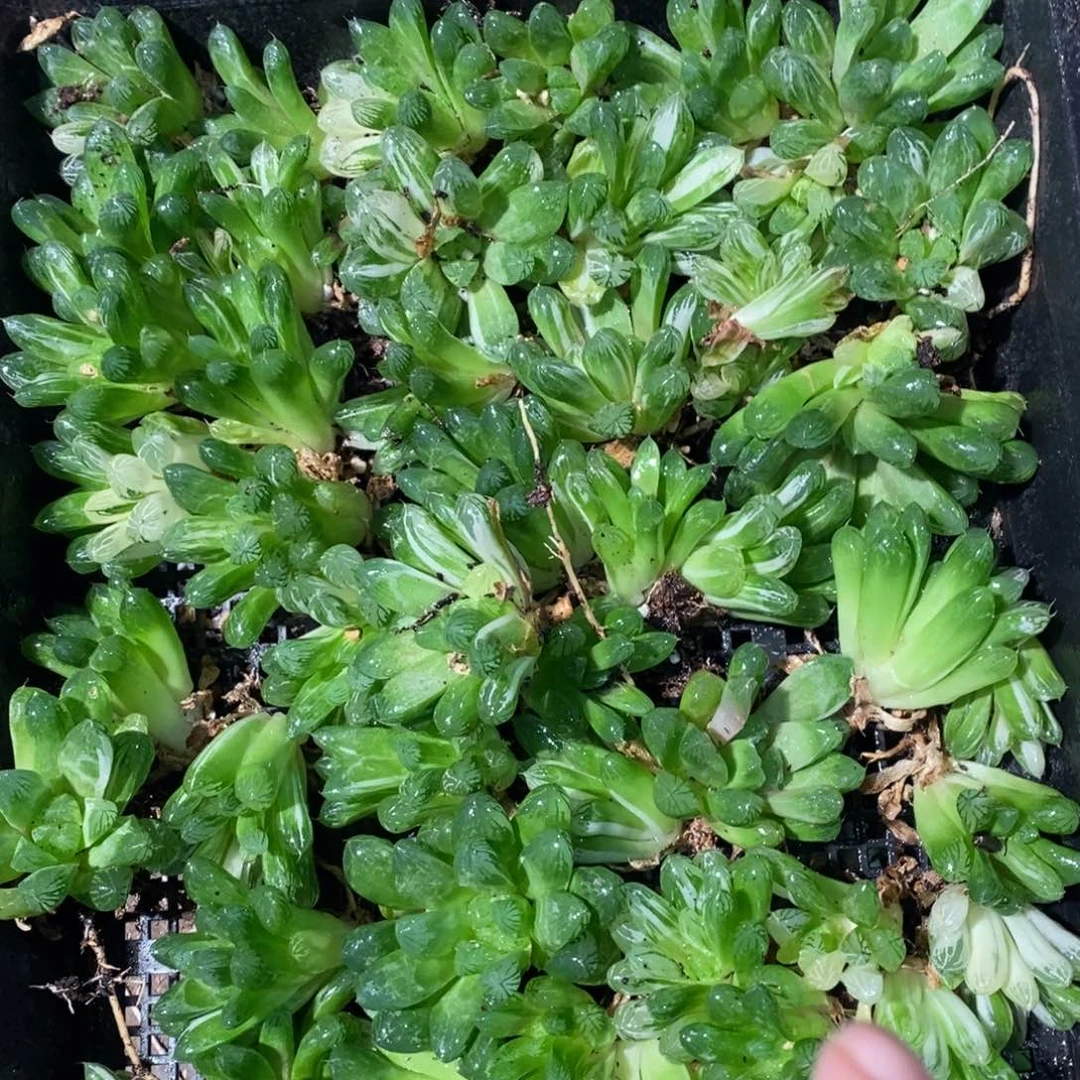 1349 一颗实生苏皇玉露 周末整点福利