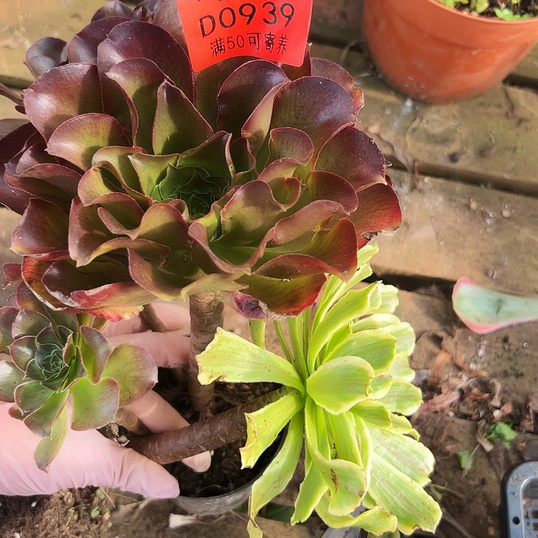 多肉植物多肉植物0939