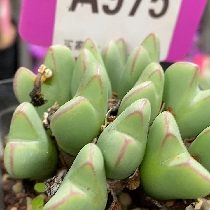今天晚上不回家吗975
