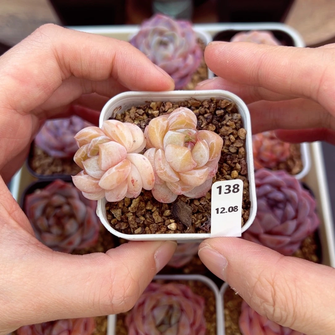 好好看138、哈哈哈哈