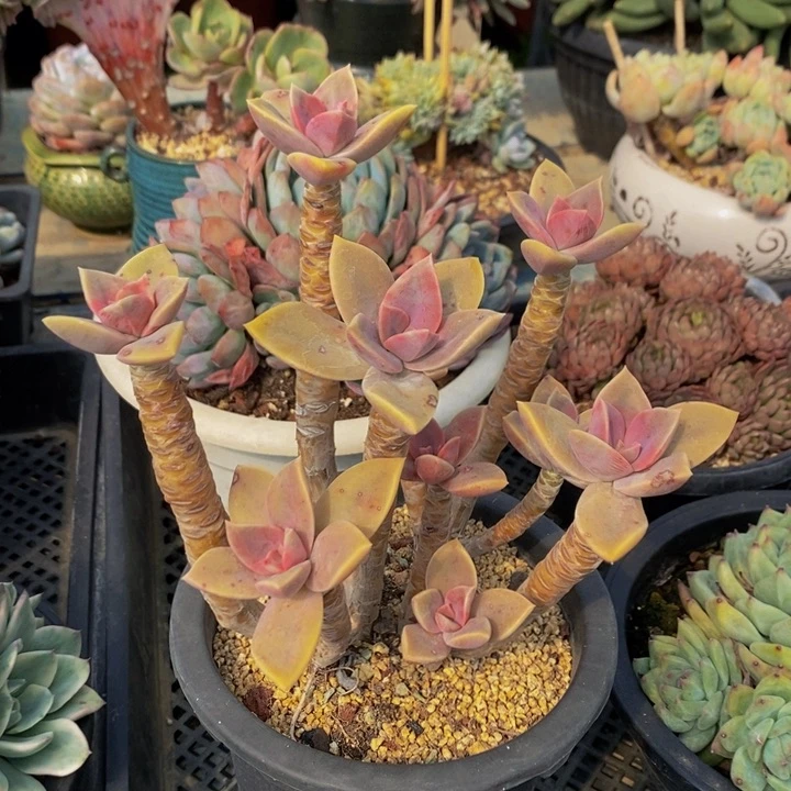太妃糖 多肉植物11111