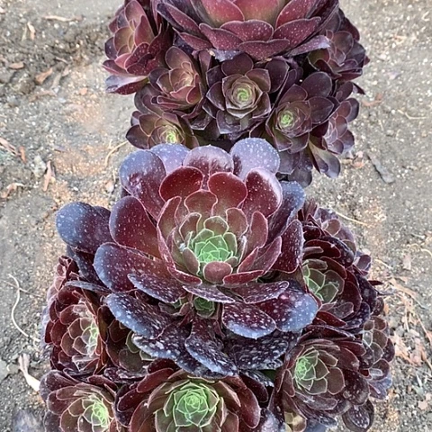 391荷兰玫瑰魅金多肉植物