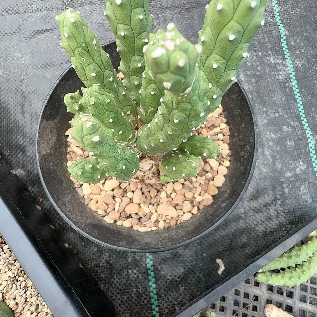 科*鸭实生九头龙大戟晨夕花坊