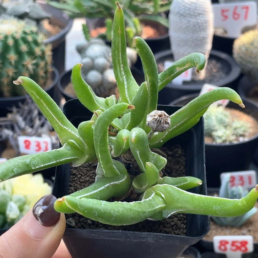 老桩新妖仙人球多肉