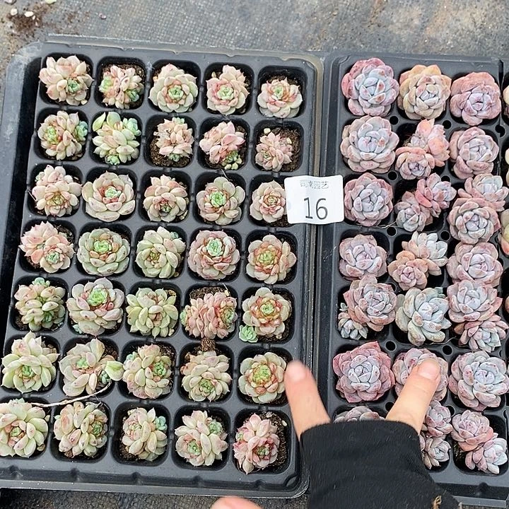 16 微瑕疵不售后多肉植物盆栽花卉