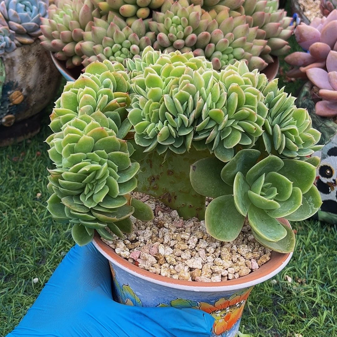 星娜塔树一物一拍