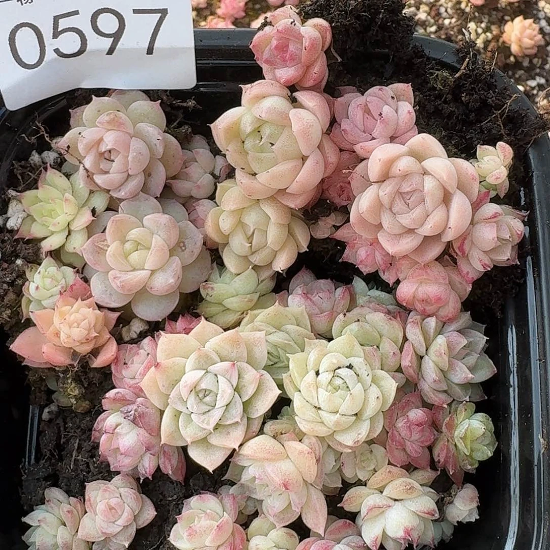 是***铁杂交新品珍妮多肉597