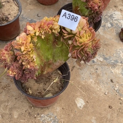 万圣节缀一物一拍