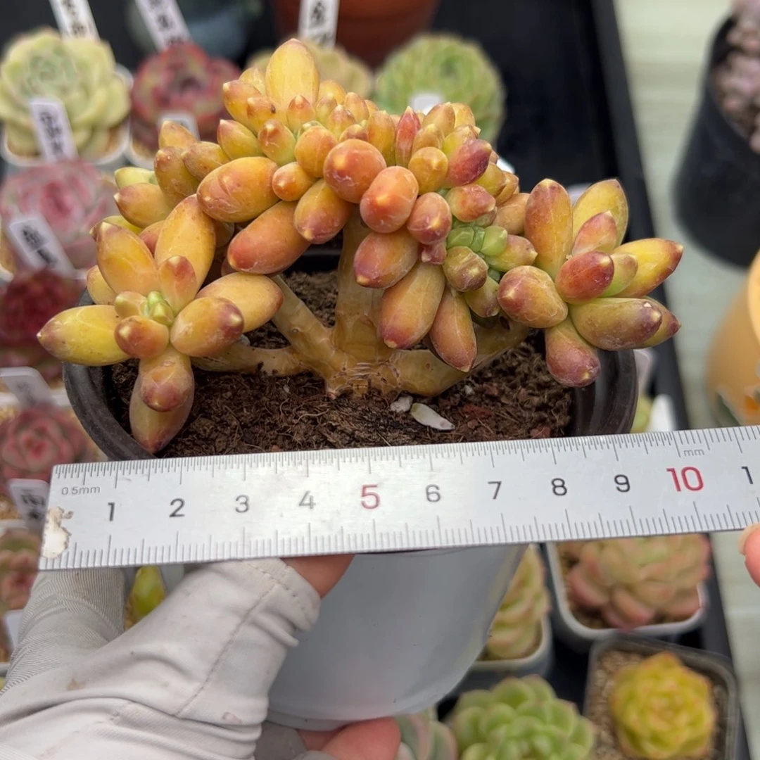 378 多肉植物组合