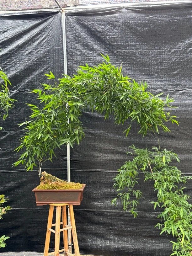 胖子桩单飘枝一物一拍