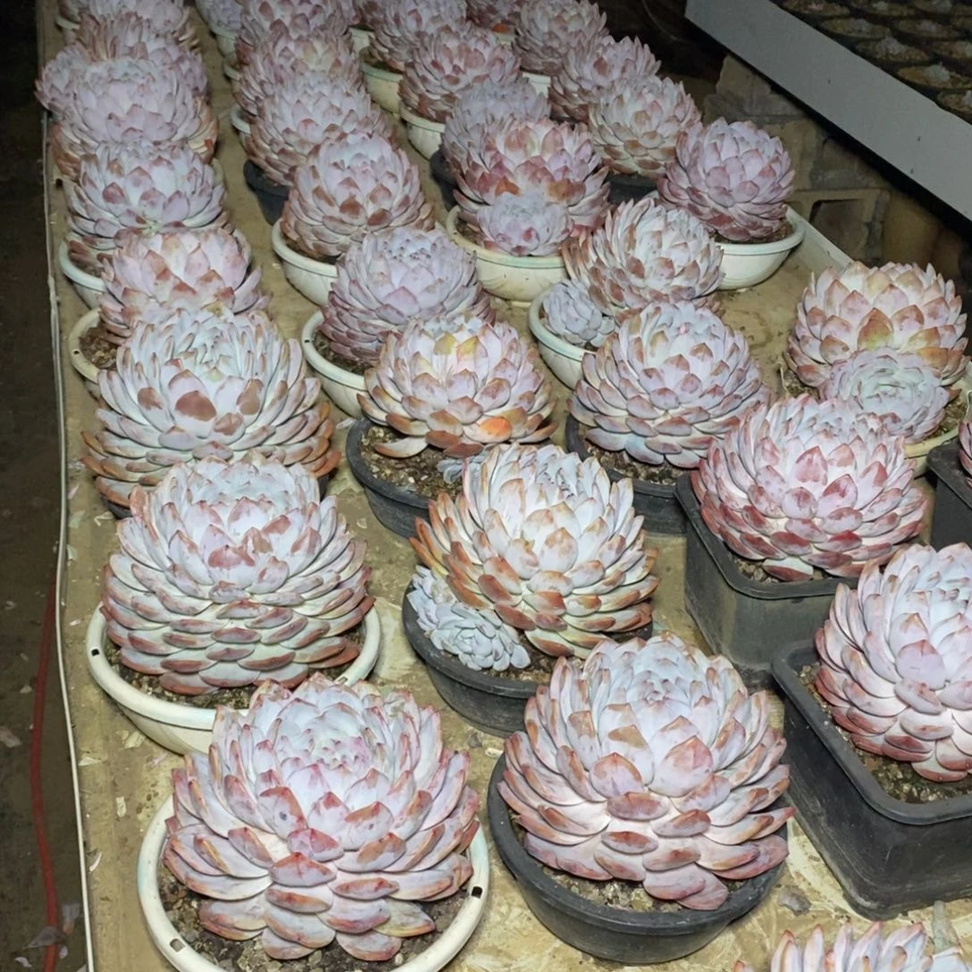 啊军喵多肉单双超大橙子
