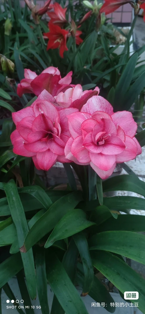 包邮:澳洲朱顶红西瓜酒