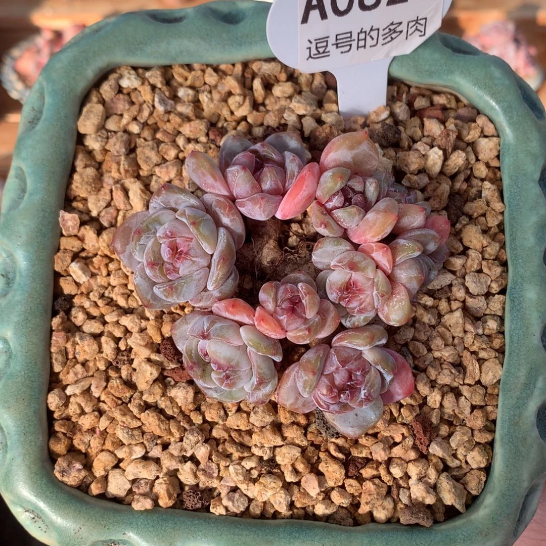 A0820 星影老桩小脸群 10cm